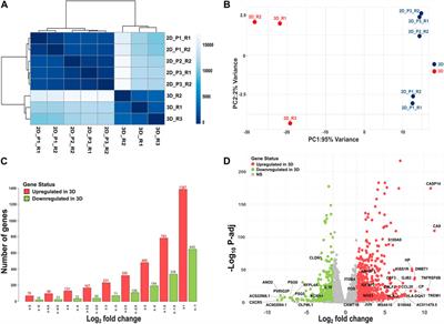 Deciphering the divergent transcriptomic landscapes of cervical cancer cells grown in 3D and 2D cell culture systems